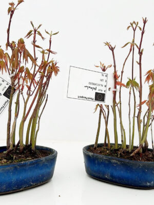 Acer palmatum
