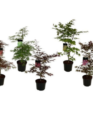 Acer palmatum
