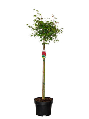 Acer palmatum