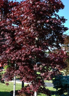 Acer palmatum 'Fireglow'
