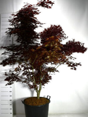 Acer palmatum 'Fireglow'