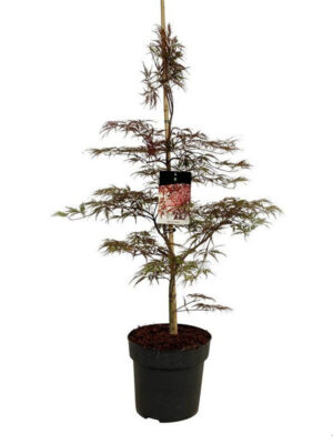 Acer palmatum 'Garnet'