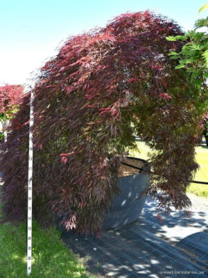 Acer palmatum 'Garnet'