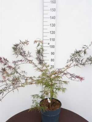 Acer palmatum 'Garnet'