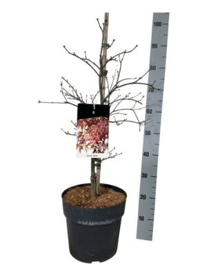 Acer palmatum 'Garnet'