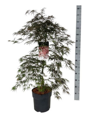 Acer palmatum 'Garnet'