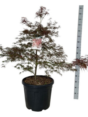 Acer palmatum 'Garnet'