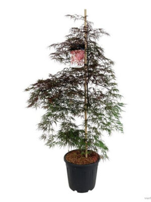 Acer palmatum 'Garnet'