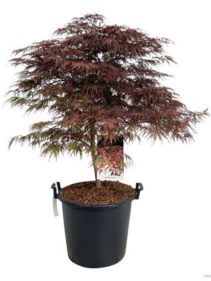 Acer palmatum 'Garnet'