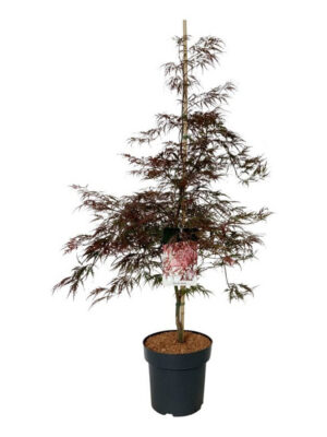 Acer palmatum 'Garnet'
