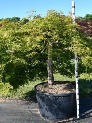 Acer palmatum 'Green Lace'