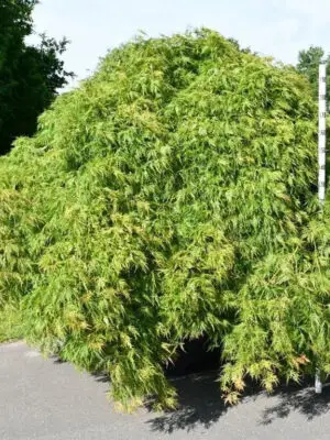 Acer palmatum 'Green Lace'