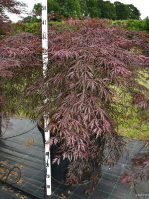 Acer palmatum 'Inaba-shidare'