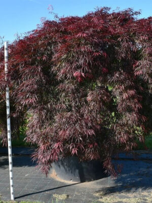 Acer palmatum 'Inaba-shidare'