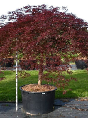 Acer palmatum 'Inaba-shidare'