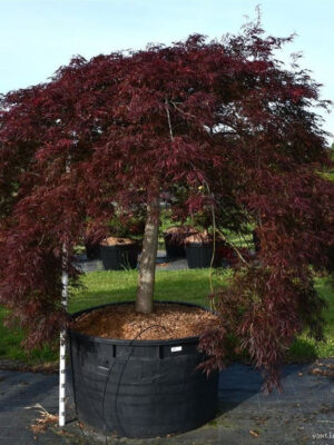 Acer palmatum 'Inaba-shidare'