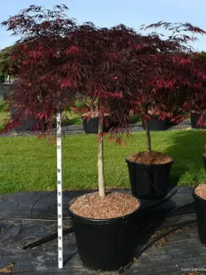 Acer palmatum 'Inaba-shidare'