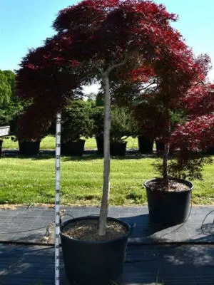 Acer palmatum 'Inaba-shidare'