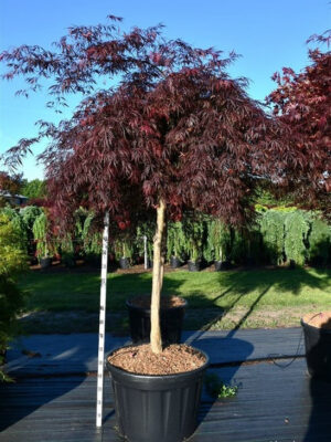 Acer palmatum 'Inaba-shidare'
