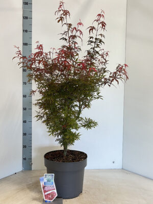 Acer palmatum 'Jerre Schwartz'