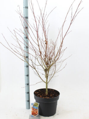 Acer palmatum 'Katsura'
