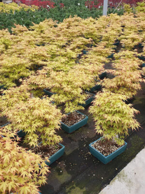 Acer palmatum 'Katsura'