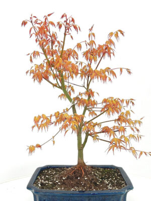 Acer palmatum 'Katsura'