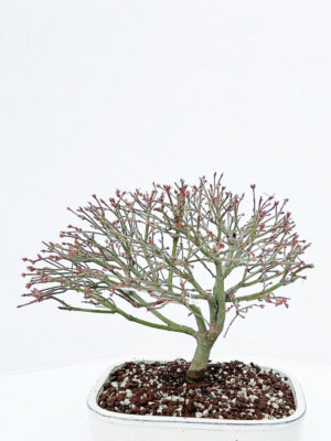 Acer palmatum 'Kiyohime'