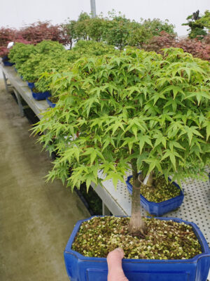 Acer palmatum 'Kiyohime'
