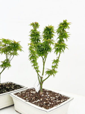 Acer palmatum 'Kotohime'