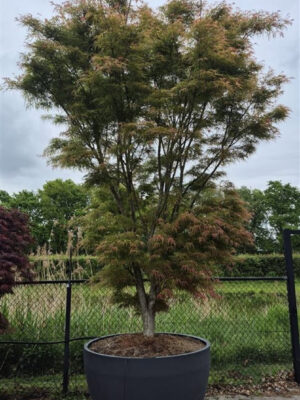 Acer palmatum 'Linearilobum'