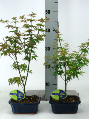 Acer palmatum 'Little Princess'