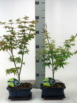 Acer palmatum 'Little Princess'