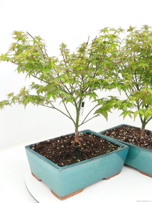 Acer palmatum 'Little Princess'