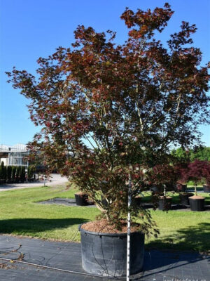 Acer palmatum 'Masu-Kagami'