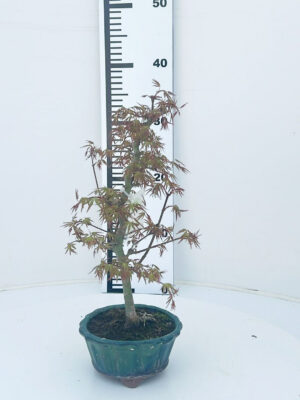 Acer palmatum 'Orihime'
