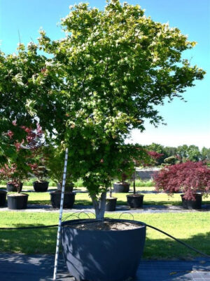 Acer palmatum 'Osakazuki'
