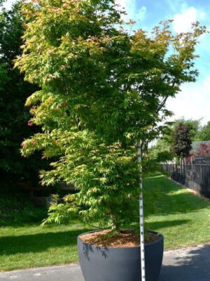 Acer palmatum 'Osakazuki'