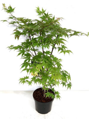 Acer palmatum 'Osakazuki' - Vaxtinredarna.se
