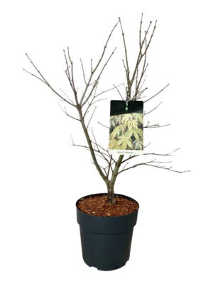Acer palmatum 'Osakazuki' - Vaxtinredarna.se