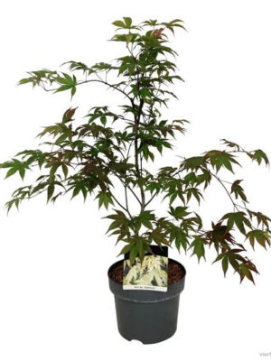 Acer palmatum 'Osakazuki'