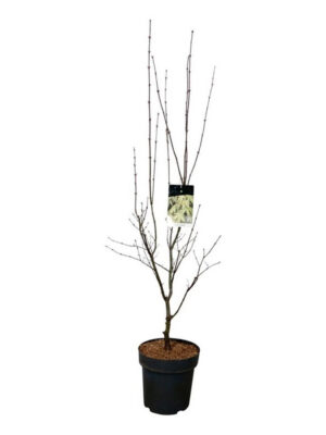 Acer palmatum 'Osakazuki'
