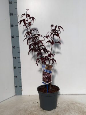 Acer palmatum 'Red Emperor'