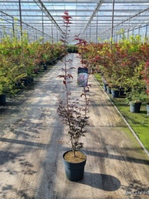 Acer palmatum 'Red Emperor'
