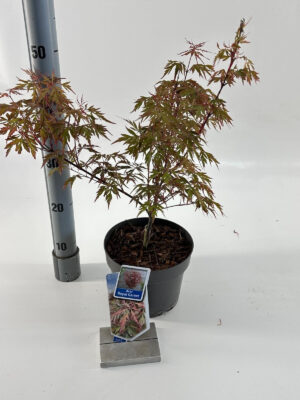 Acer palmatum 'Royal Garnet'