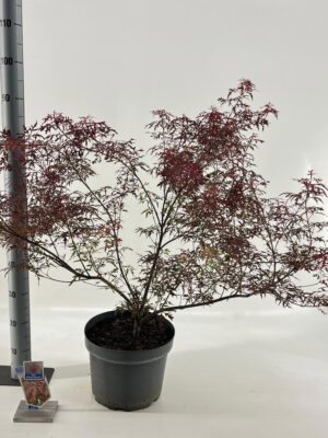 Acer palmatum 'Royal Garnet'