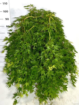 Acer palmatum 'Ryusen'