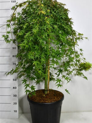 Acer palmatum 'Ryusen'