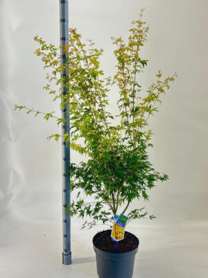 Acer palmatum 'Sangokaku'