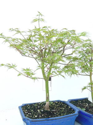 Acer palmatum 'Seiryu'